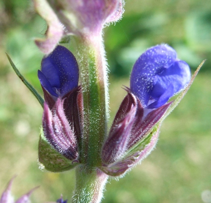 Salvia? - . Salvia  cfr. nemorosa